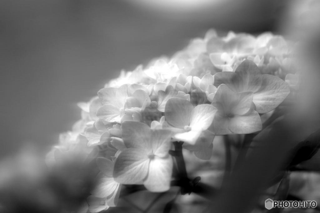 無彩紫陽花