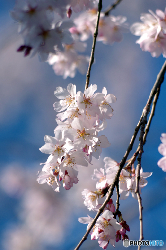 早咲枝垂桜