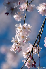 早咲枝垂桜