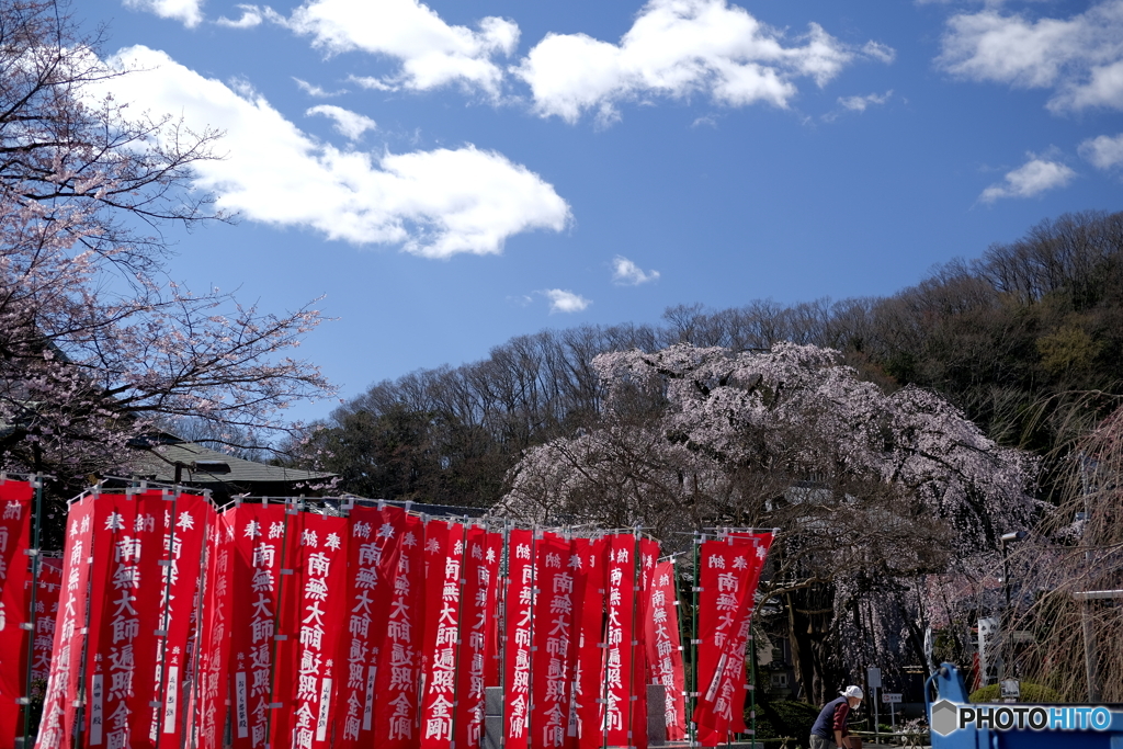 陽春 青空の下