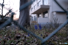 片隅の春