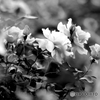 薔薇