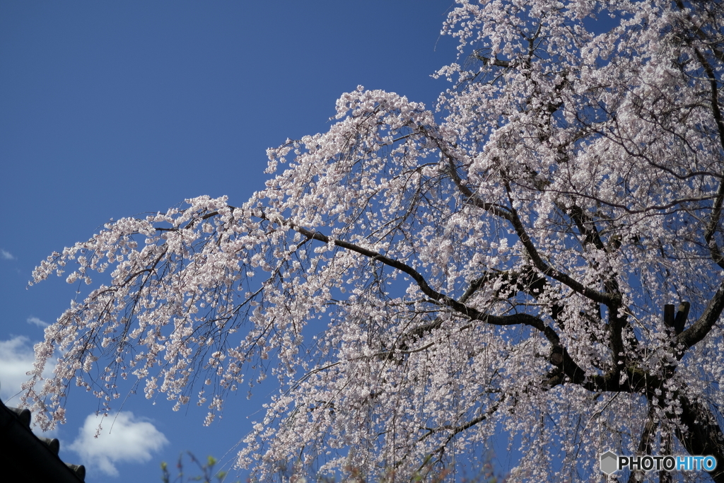 陽光 枝垂桜華