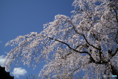 陽光 枝垂桜華