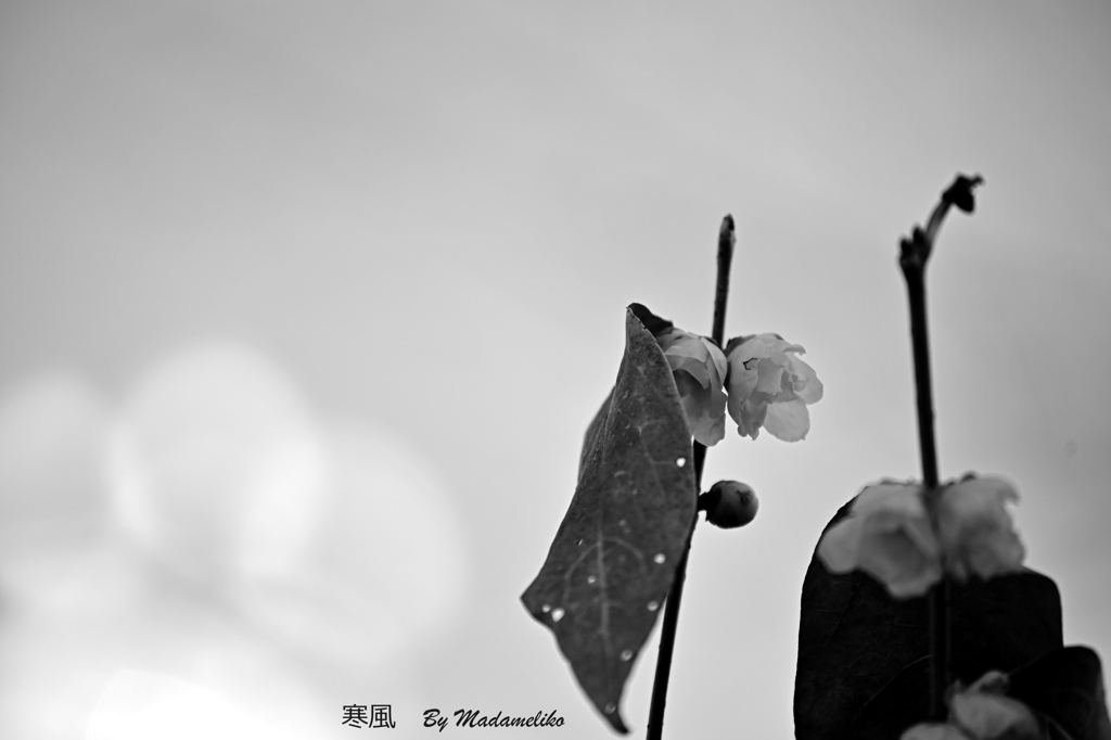 寒風