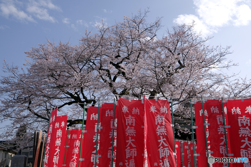 桜咲く