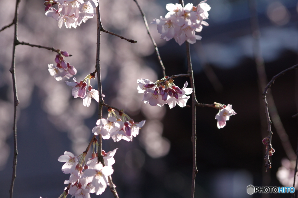 枝垂桜華