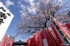 青空に映える桜