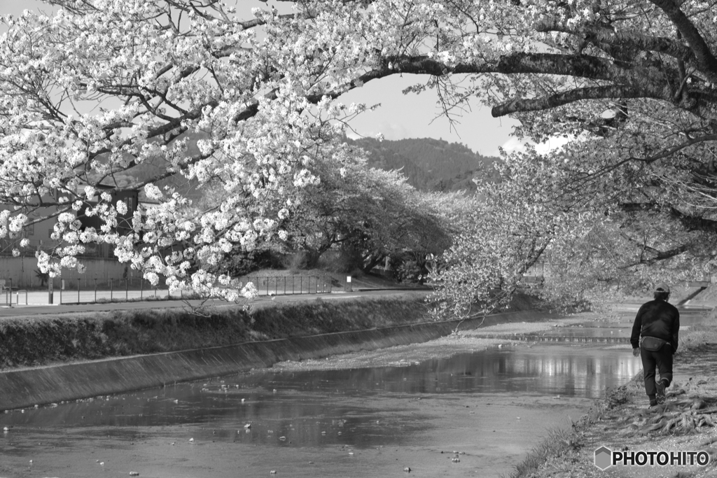 春の散歩道