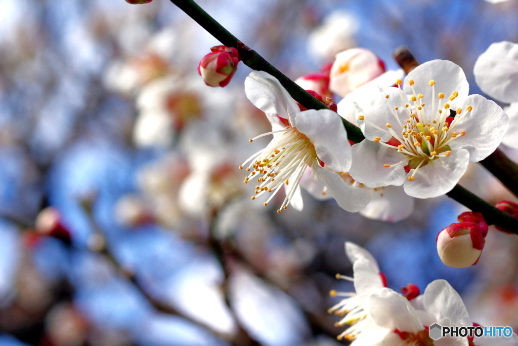 白梅開花
