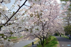 桜咲道