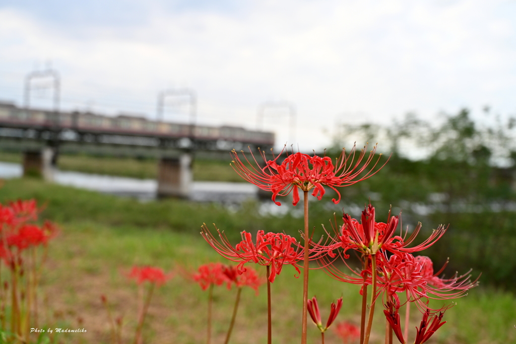 多摩川 初秋