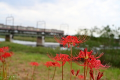 多摩川 初秋