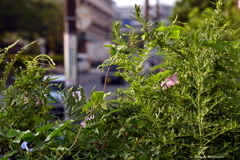 夏草繁茂