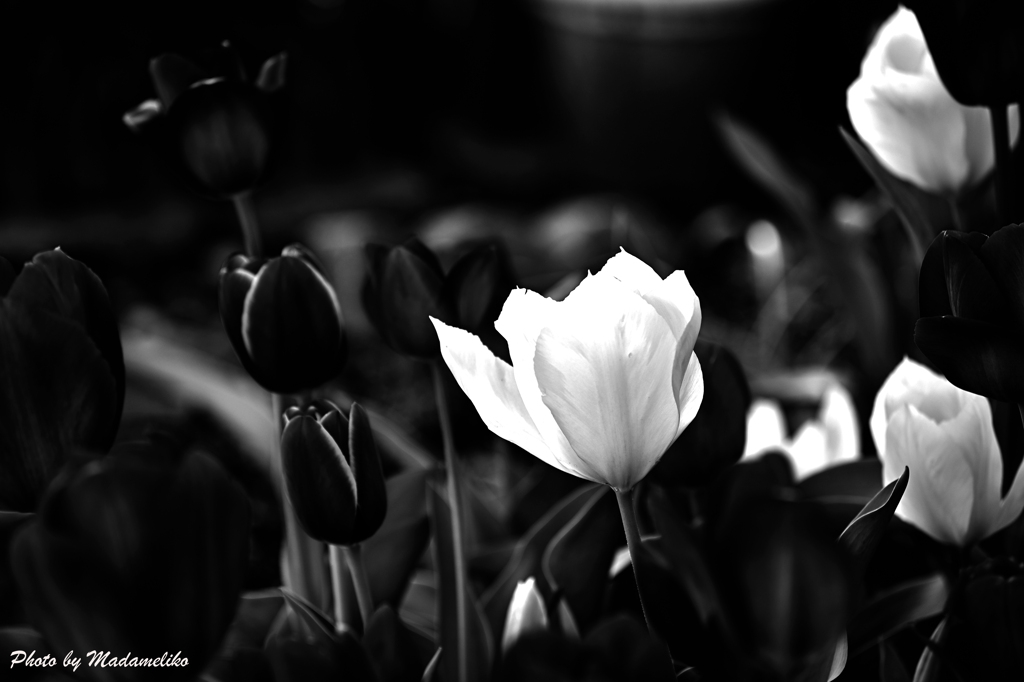 春の花壇