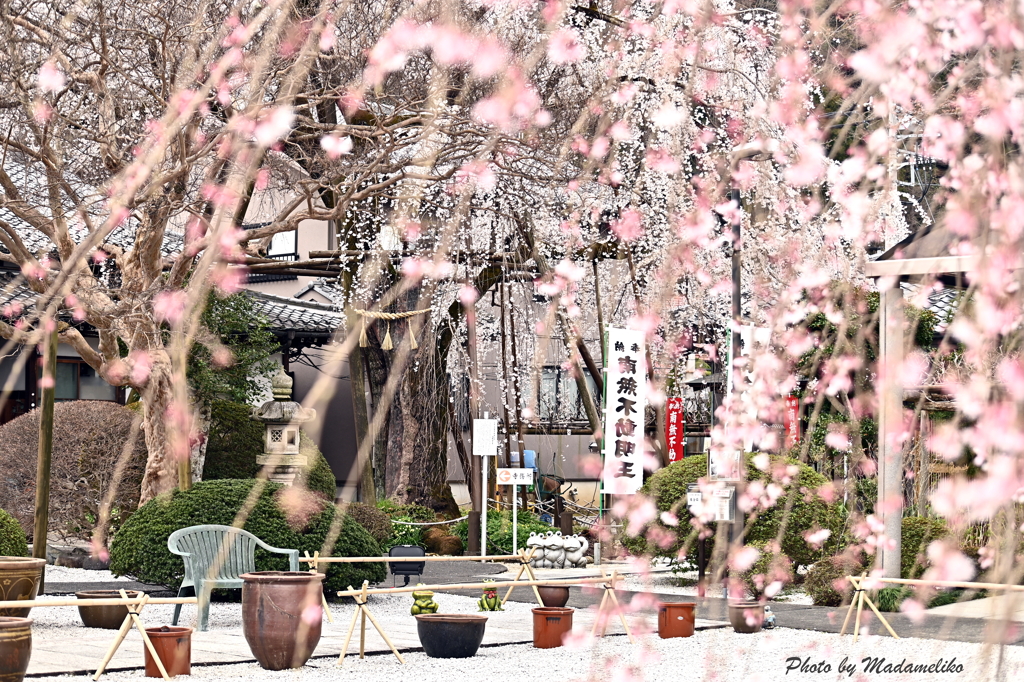 桜の季節