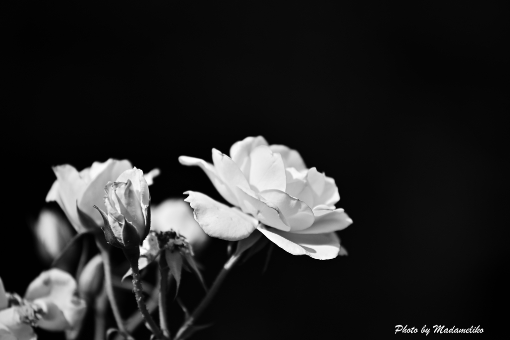 無彩 薔薇