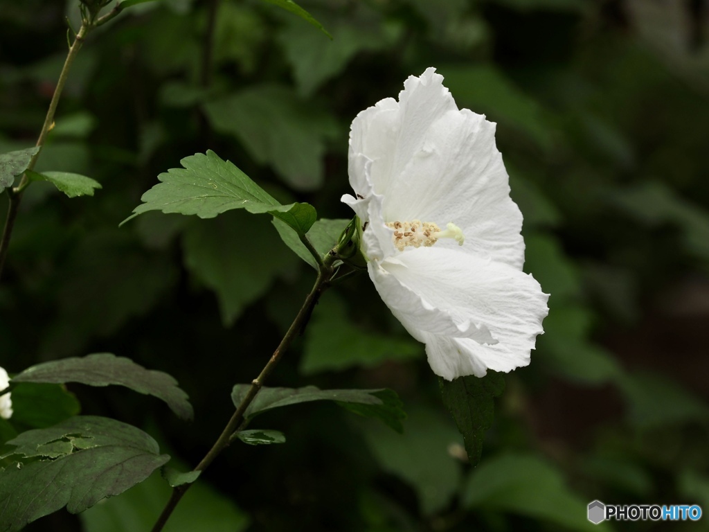 木槿