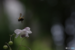 はなと蜂