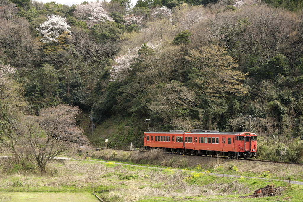 桜山のキハタラコ