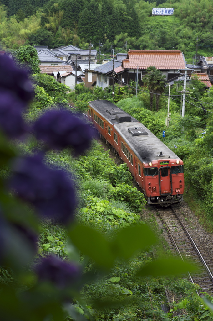 紫陽花の前