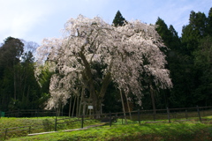 一本桜