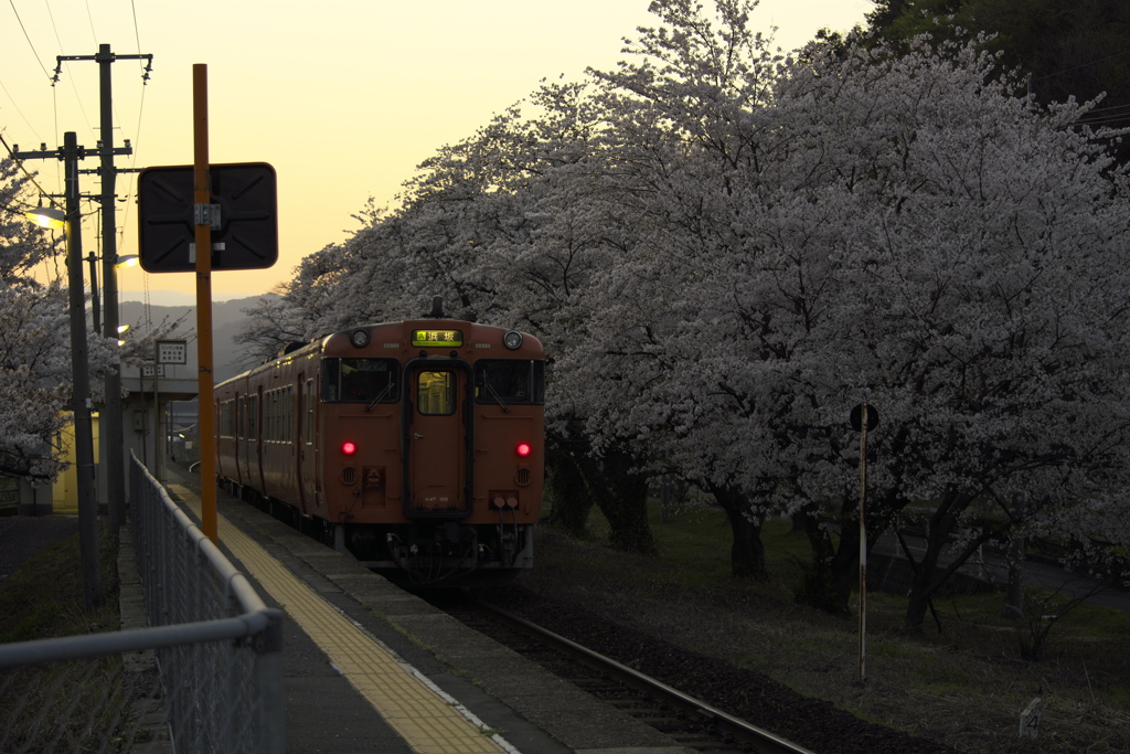 一番列車と桜