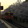 一番列車と桜
