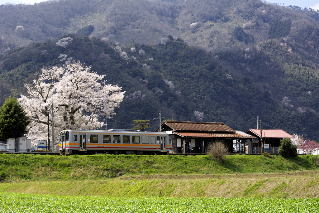 美作滝尾桜2020