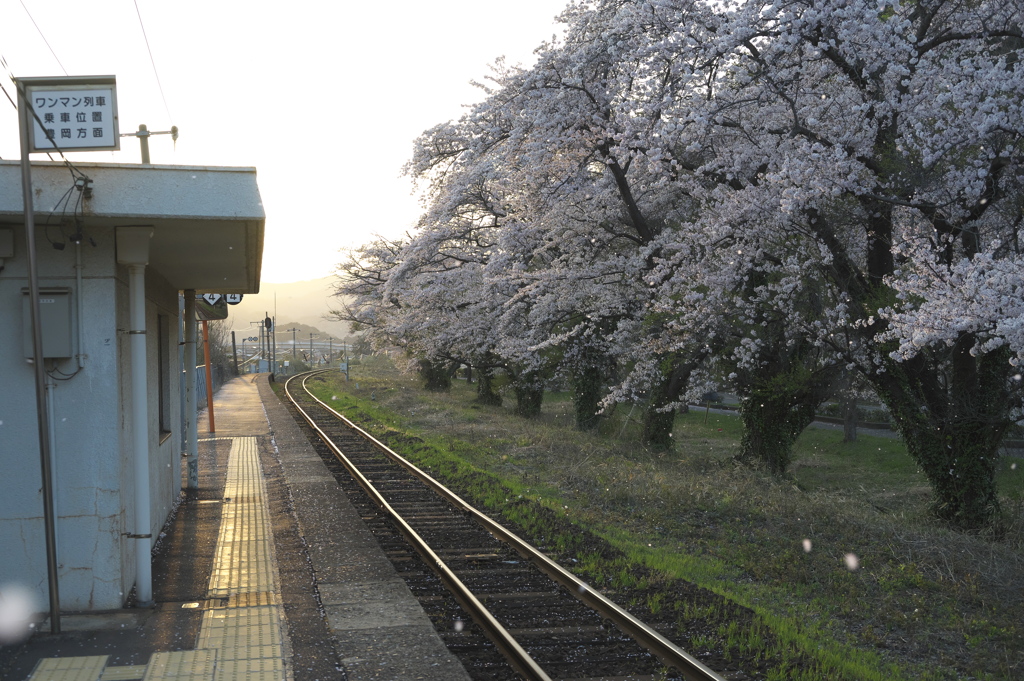 桜吹雪