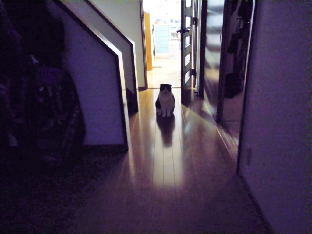 お留守番
