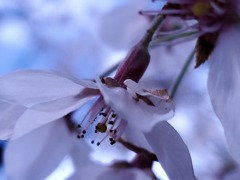 雨上がりのうつむく桜花