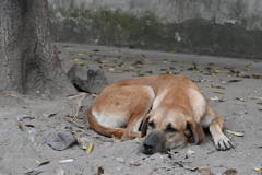 デリーの野良犬