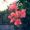 デリー街角のお花