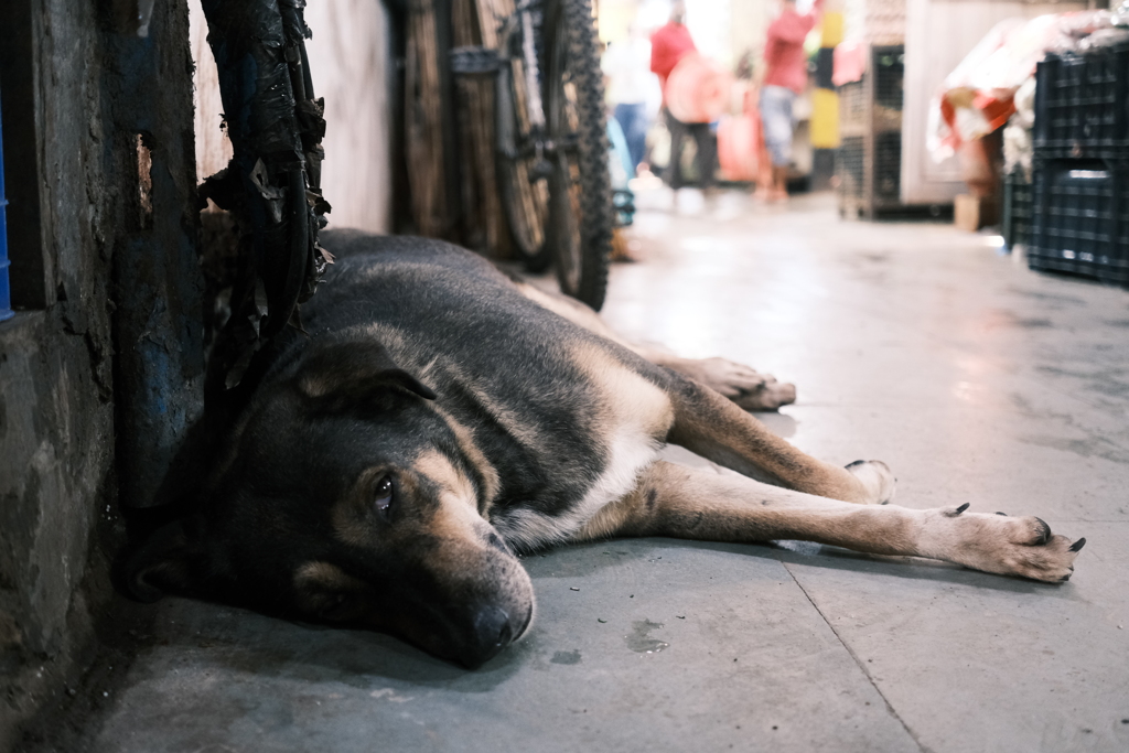 A dog in INA market