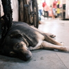 A dog in INA market