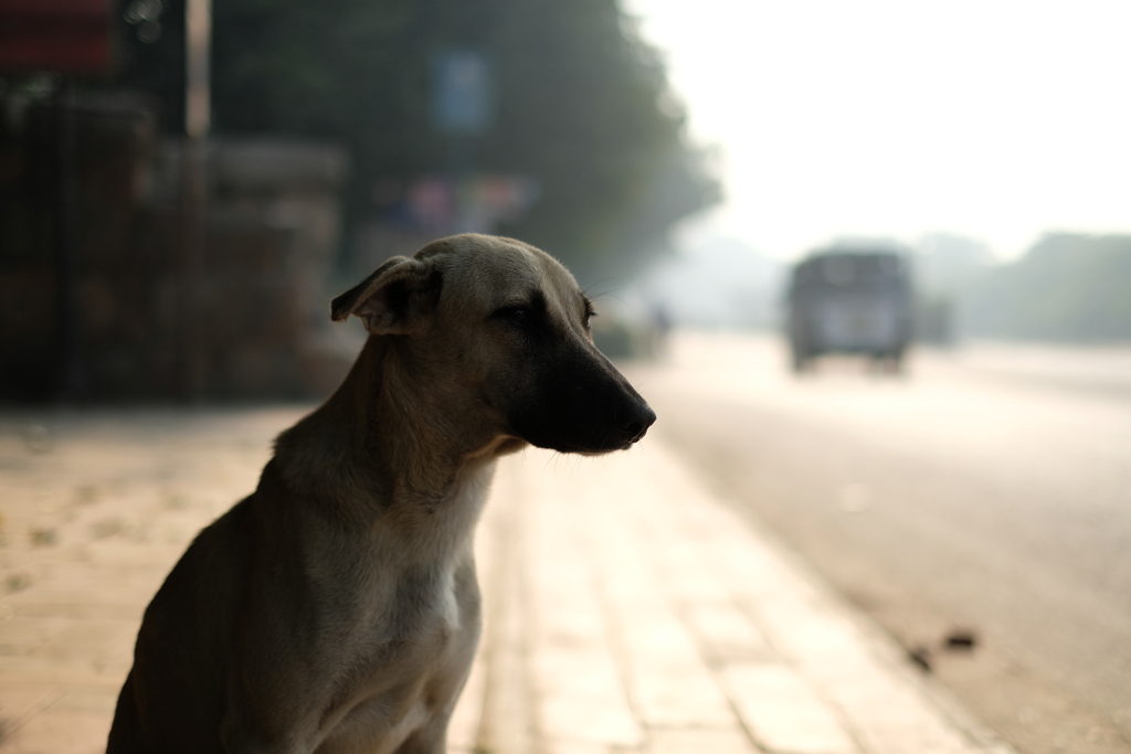 Dog by Street