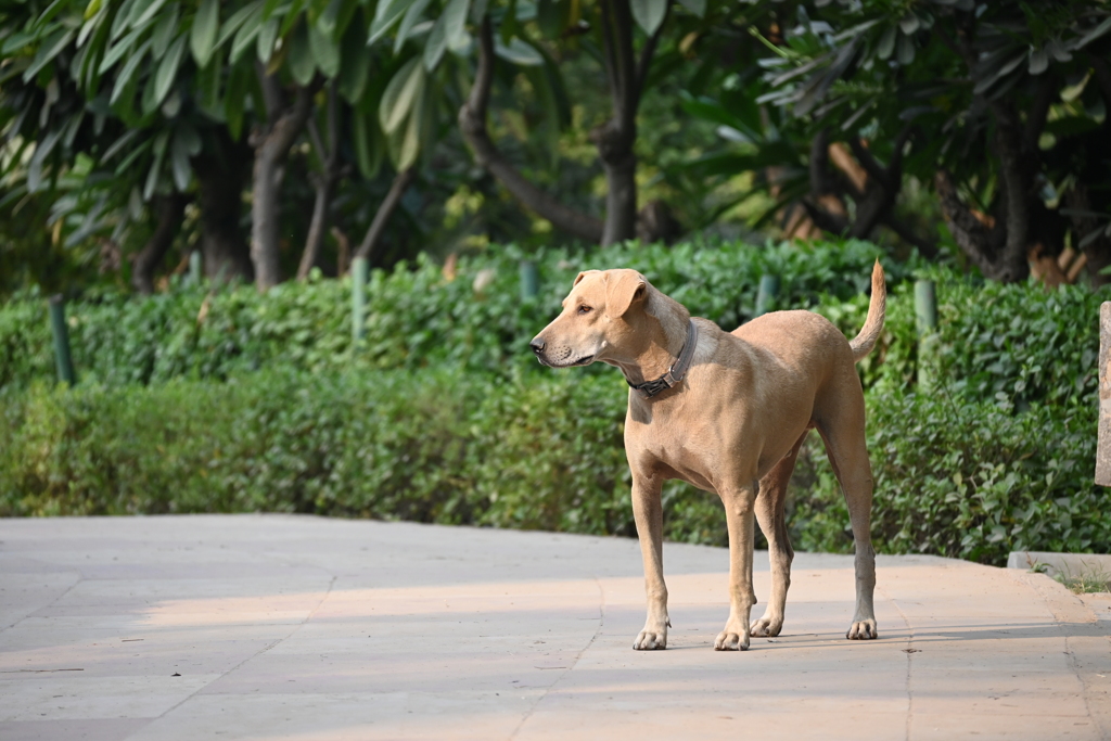 公園の野良犬