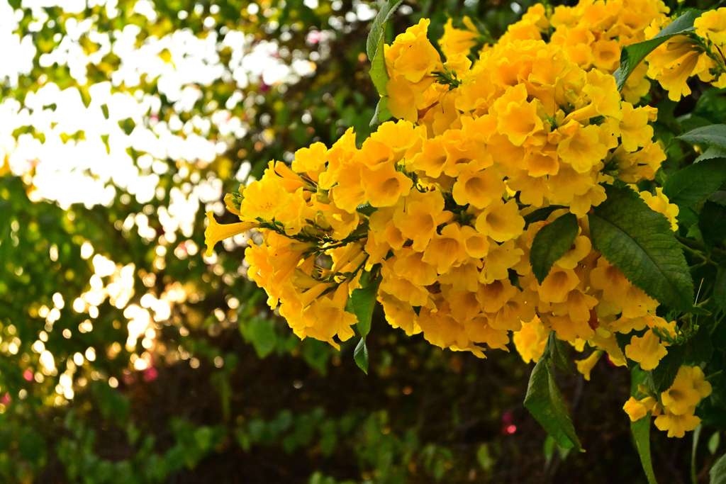 夕方の花