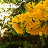 夕方の花