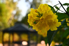 黄色い花と公園
