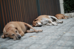 Sleeping dogs in Defence Colony
