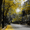 Golden Shower Tree