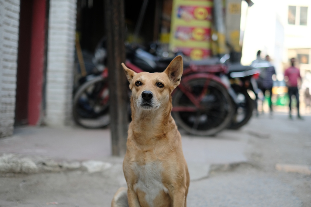 デリー犬さんぽ　正面を見据えるわんこ