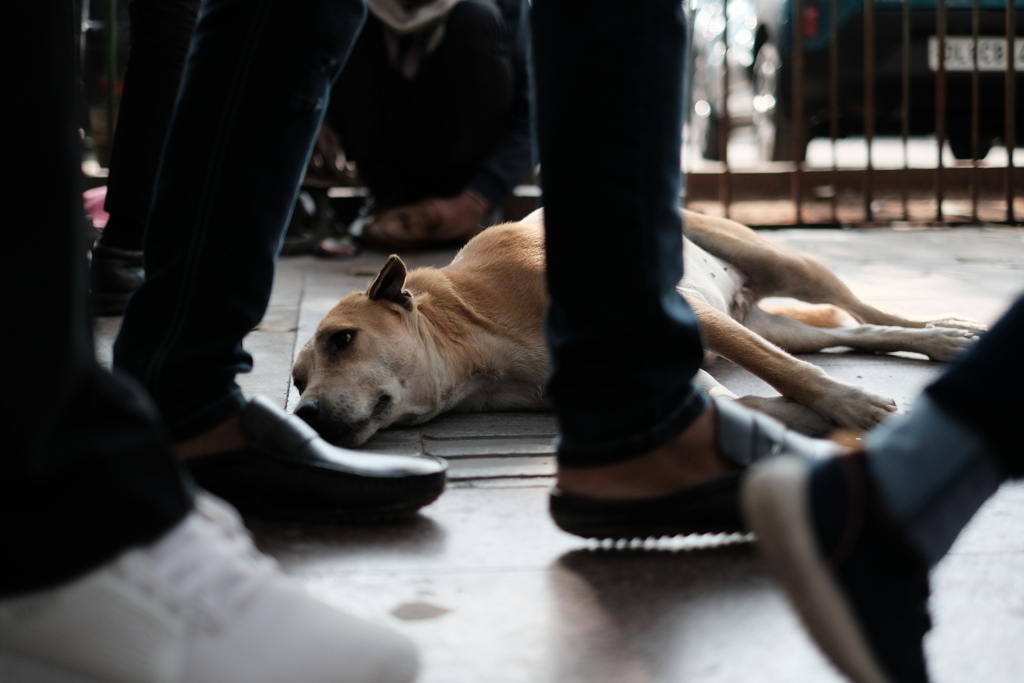 Sleeping dog on a street 2