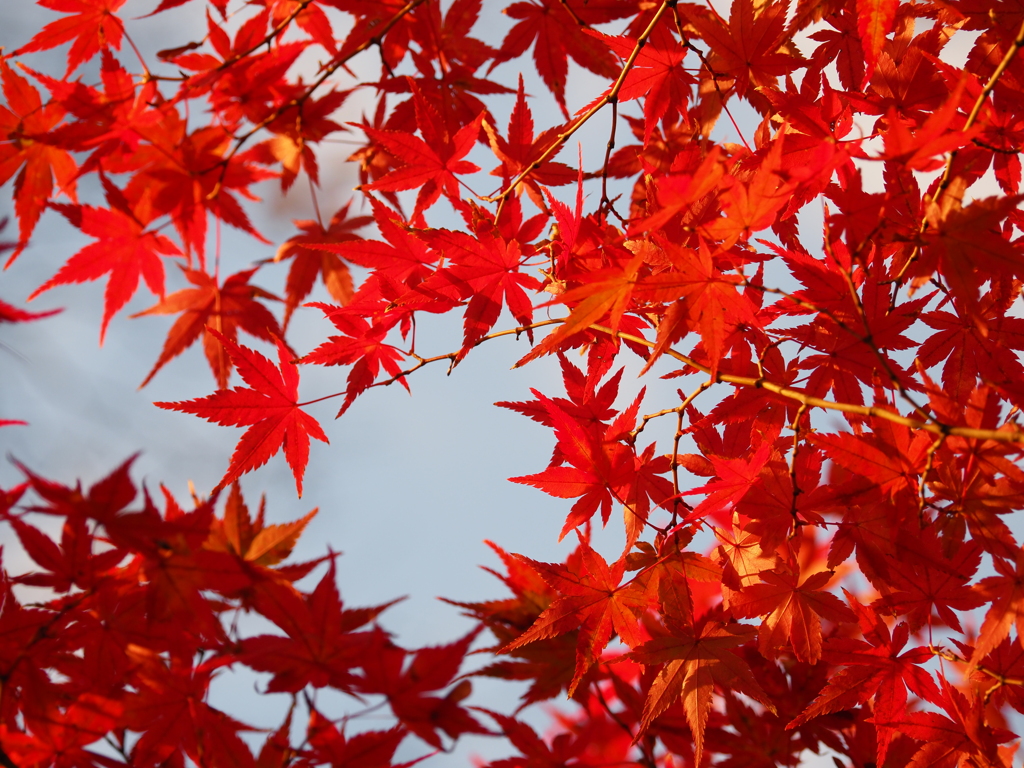 見上げれば紅葉