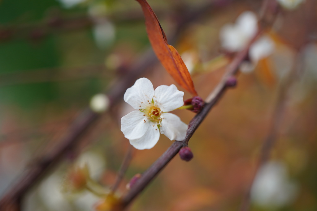 雪の季節に雪柳の花