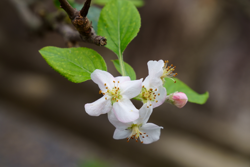 リンゴの花が咲いた