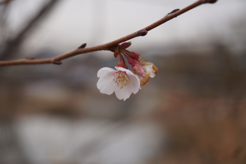 四季桜