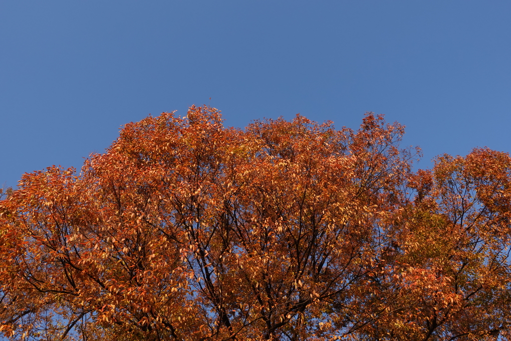 街中の紅葉 その１